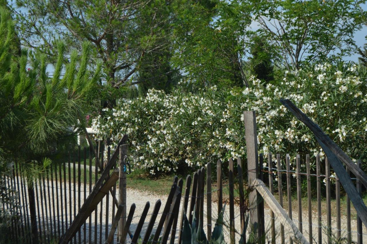 Bergerie D'Alivon En Camargue Bed & Breakfast Albaron ภายนอก รูปภาพ