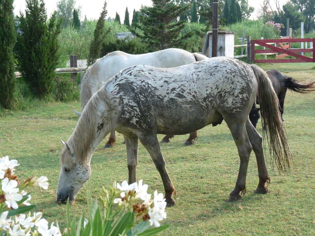 Bergerie D'Alivon En Camargue Bed & Breakfast Albaron ภายนอก รูปภาพ